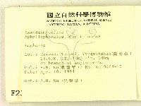 齒脈菌屬藏品圖，第2張