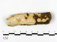 齒脈菌屬藏品圖，第1張