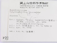 韌革菌屬藏品圖，第2張