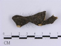 韌革菌屬藏品圖，第1張