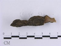 韌革菌屬藏品圖，第3張