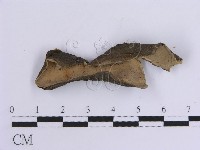 韌革菌屬藏品圖，第4張