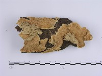登錄號:F0002388藏品圖，第1張