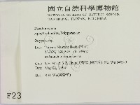 銳孔菌屬藏品圖，第2張