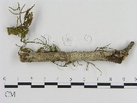 刺革菌屬藏品圖，第1張