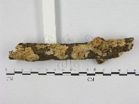 銳孔菌屬藏品圖，第1張