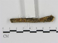 刺革菌屬藏品圖，第1張