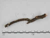 登錄號:F0002407藏品圖，第3張