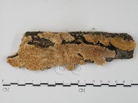 栓菌屬藏品圖，第1張