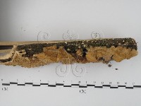 栓菌屬藏品圖，第3張