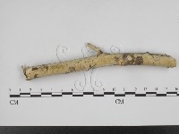 叉絲革菌屬藏品圖，第1張