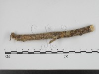 叉絲革菌屬藏品圖，第3張