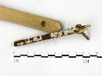 刺皮菌屬藏品圖，第3張