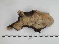 登錄號:F0002420藏品圖，第3張