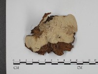 登錄號:F0002421藏品圖，第3張