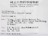 齒耳菌屬藏品圖，第2張
