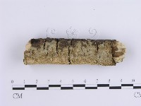 齒耳菌屬藏品圖，第4張