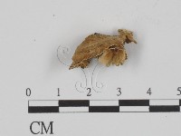 附毛菌屬藏品圖，第3張
