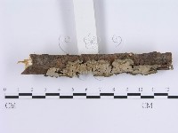 登錄號:F0002427藏品圖，第3張