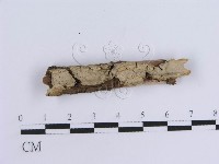 登錄號:F0002431藏品圖，第1張