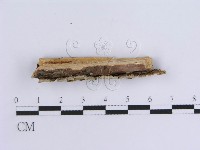 登錄號:F0002431藏品圖，第3張