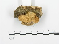 登錄號:F0002436藏品圖，第4張