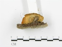 登錄號:F0002436藏品圖，第5張