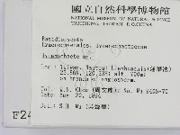 刺革菌屬藏品圖，第2張