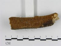 刺革菌屬藏品圖，第1張