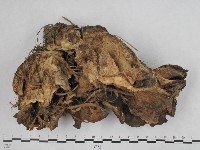 登錄號:F0002442藏品圖，第3張