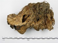 登錄號:F0002442藏品圖，第4張