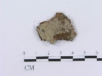 管齒菌屬藏品圖，第1張