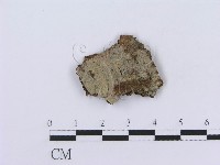 管齒菌屬藏品圖，第3張