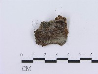 管齒菌屬藏品圖，第4張