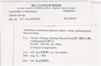 管齒菌屬藏品圖，第5張