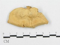 多孔菌屬藏品圖，第3張
