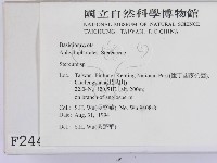 韌革菌屬藏品圖，第2張