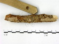 刺皮菌屬藏品圖，第3張