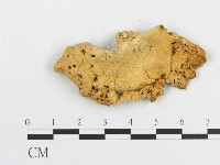 多孔菌屬藏品圖，第3張