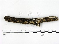 刺皮菌屬藏品圖，第3張