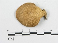 多孔菌屬藏品圖，第1張