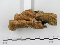 登錄號:F0002458藏品圖，第4張