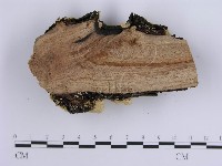 登錄號:F0002459藏品圖，第4張