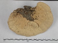 登錄號:F0002460藏品圖，第1張