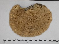 登錄號:F0002460藏品圖，第3張