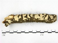 燈籠囊擬射脈菌藏品圖，第1張