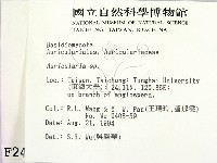 木耳屬藏品圖，第2張