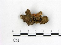 木耳屬藏品圖，第1張