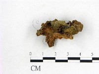 木耳屬藏品圖，第3張