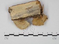 登錄號:F0002469藏品圖，第1張